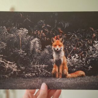 Urban fox print